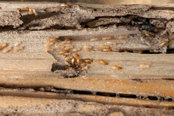 Best Cockroach Control Services  in Herricks, NY
