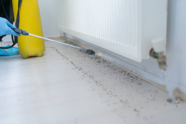 Best Wasp Removal Services  in Herricks, NY